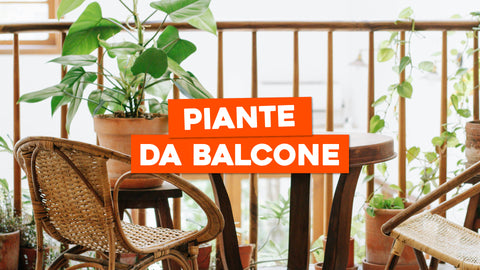 Piante Belle da Balcone: Verde e Fiori per un Balcone Accogliente