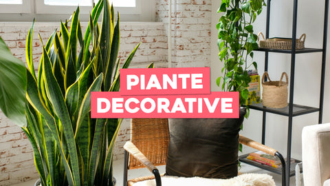 Piante Belle: Scopri le Specie più Decorative