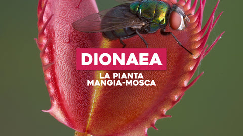 Piante Carnivore Dionaea: Conosci la Famosa Pianta Mangia-Mosca