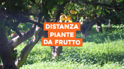 Distanza Piante da Frutto: Spazi Ottimali per una Buona Crescita
