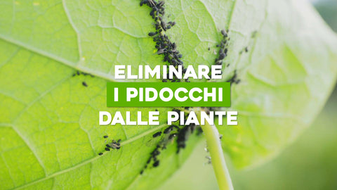 Come Eliminare i Pidocchi dalle Piante: Difendi il Tuo Giardino