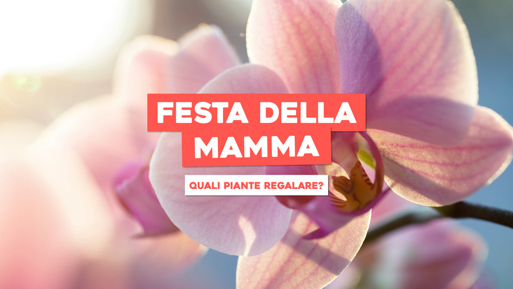 Papyrus Biglietto D'Auguri Per Festa Della Mamma Con Orchidee - Messaggio D'Amore, Glitter E Lamina D'Oro, Busta Inclusa - 2