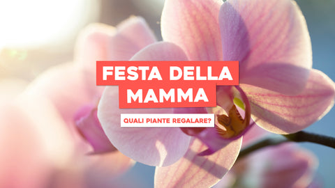 Piante per la festa della mamma: le migliori idee regalo