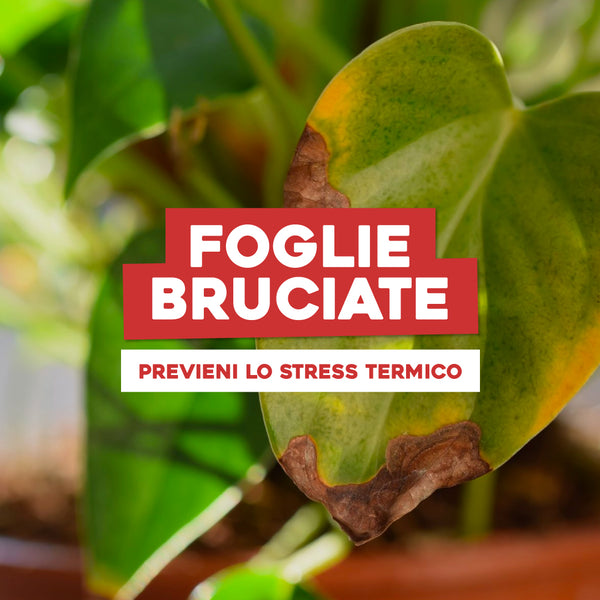 Foglie Piante Bruciate: Proteggi il Tuo Verde da Stress Termici  Simegarden