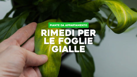 Foglie gialle piante da appartamento: rimedi