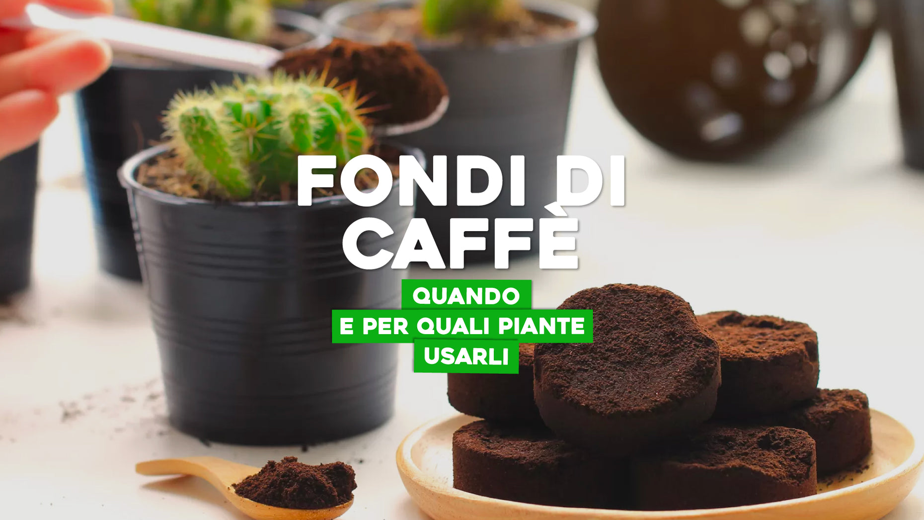 fondi di caffè e piante