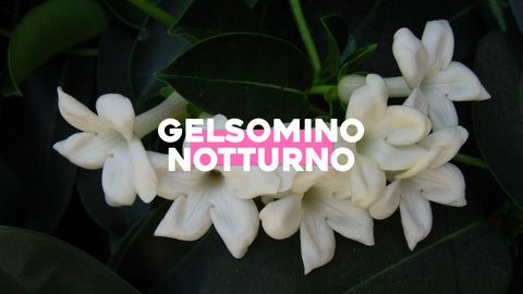 Gelsomino notturno pianta