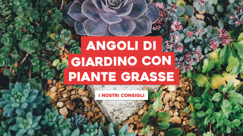 Angoli di giardino con piante grasse: i nostri consigli
