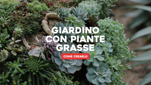 Come creare un giardino con piante grasse