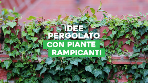 Idee pergolato con piante rampicanti 