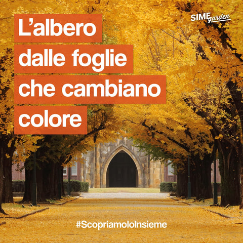 Il Ginkgo biloba - Simegarden