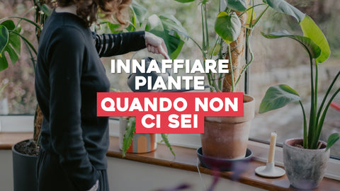 Innaffiare Piante Quando Non Ci Sei: Soluzioni per l'Assenza Temporanea