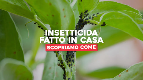 Insetticida per piante fatto in casa: come farlo