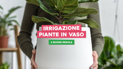 Irrigazione piante in vaso: 4 buone regole