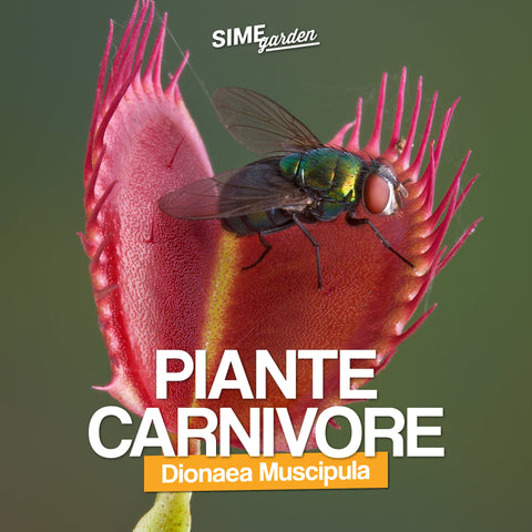 Ma come si comporta la Dionaea? - Simegarden 