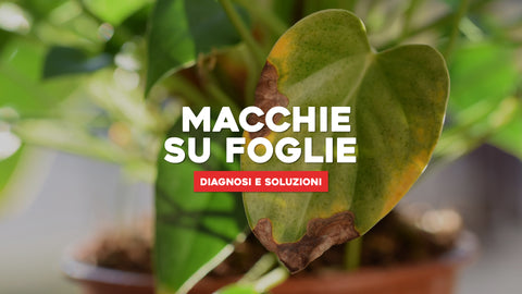 Macchie sulle Foglie delle Piante: Guida alla Diagnosi e Soluzioni Efficaci