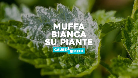 Muffa bianca su piante 