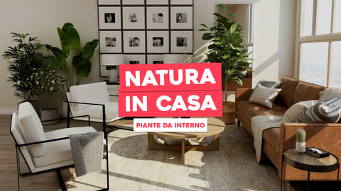 Piante Belle da Interno: Un Tocco di Natura in Casa Tua