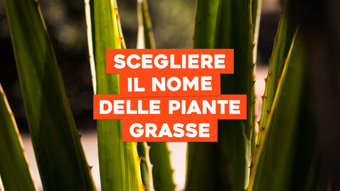 Nomi per Piante Grasse: Dalle Aloe alle Zanzibar, Scegli il Nome Perfetto