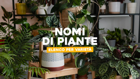 Nomi di piante: elenco per varietà - Simegarden 1