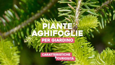 Piante aghifoglie per giardino: caratteristiche e curiosità - Simegarden 