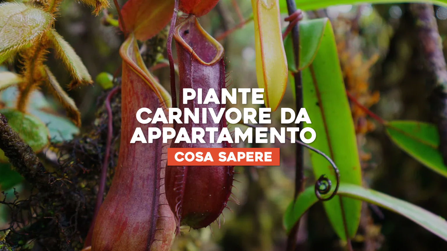 10 Semi Di Pianta Carnivora Drosera Derbyensis, Genere Drosera, Semi Per Coltivazione