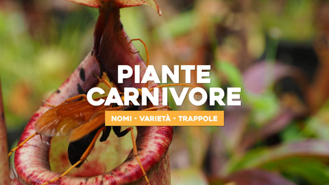 Piante carnivore nome, varietà e trappole - Simegarden 