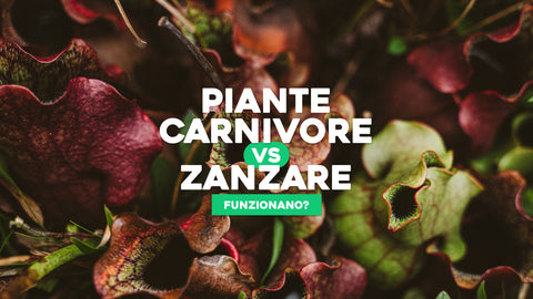 Piante carnivore contro zanzare 
