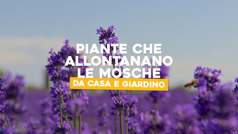 Piante che allontanano le mosche da casa e giardino