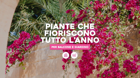 Piante che fioriscono tutto l'anno: 5 per balcone e giardino - Simegarden