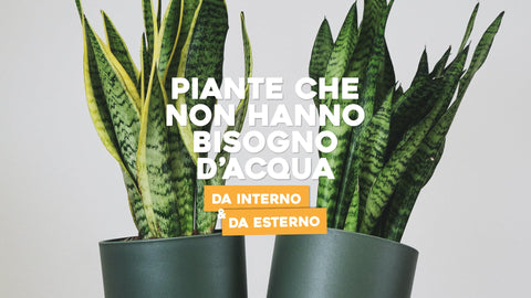 Piante che non hanno bisogno di acqua da interno e da esterno - Simegarden 