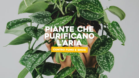 Piante che purificano l'aria: 5 efficaci contro fumo e smog - Simegarden