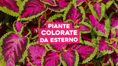 Piante colorate da esterno: 5 da scegliere