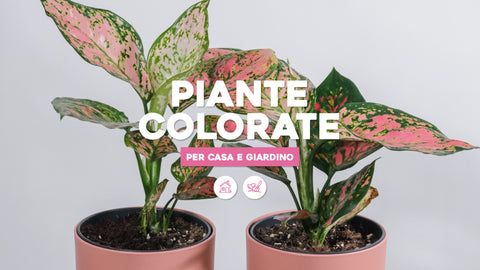Piante colorate per casa e giardino 