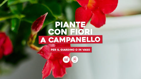 Piante con fiore a campanella per il giardino o in vaso - Simegarden 