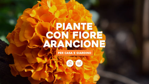 Piante con fiore arancione per la casa o per il giardino - Simegarden 