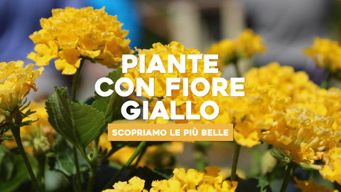 Piante con fiore giallo, le 5 più belle per casa e giardino - Simegarden 