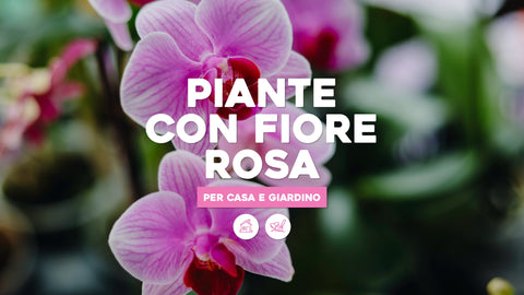 Piante con fiore rosa: le più amate per casa e giardino - Simegarden 