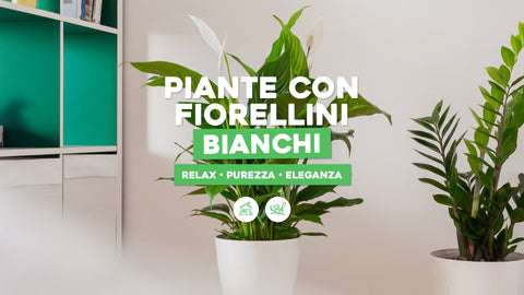 Piante con fiorellini bianchi: 10 varietà per giardino e casa - Simegarden 