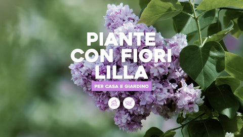 Piante con fiori lilla: 5 da coltivare in casa e in giardino - Simegarden 