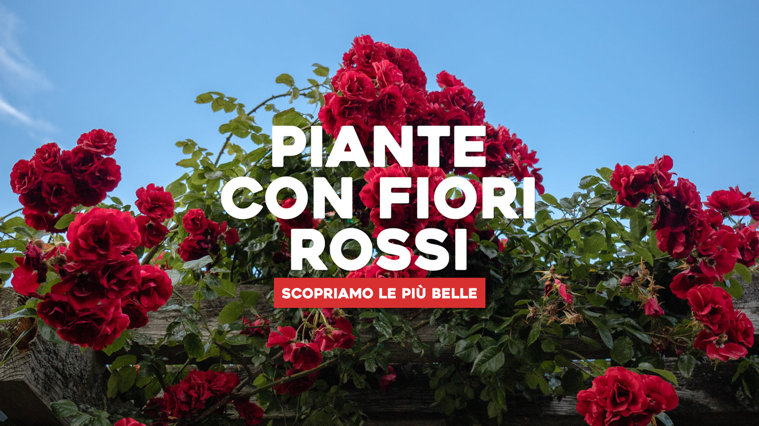 AFIE Set Di 5 Biglietti Di Auguri Con Fiori Rossi Brillanti – Formato 13,5x8,5 Cm Con 5 Buste Bianche, Tema Capodanno Invernale, Made In France