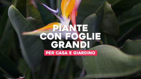 Acan Tradineur - Confezione da 6 vasi rotondi in plastica per piante e fiori mediterranei con fori inferiori. Vaso per fiori per esterni e interni della casa, colore grigio, 35 cm Acan Tradineur - Confezione da 6 vasi rotondi in plastica per piante e fiori mediterranei con fori inferiori. Vaso per fiori per esterni e interni della casa, colore grigio, 35 cm