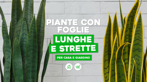 Piante con foglie lunghe e strette per casa e giardino - Simegarden 