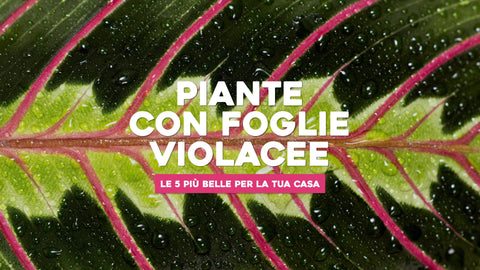 Piante con foglie violacee: le 5 più belle per la tua casa - Simegarden 