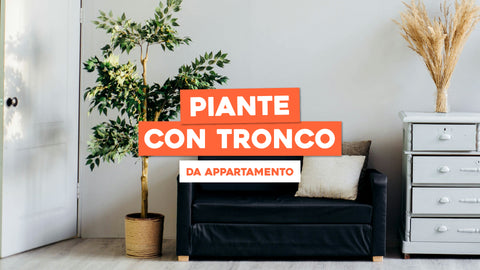 Piante con Tronco da Appartamento: Eleganza Verticale in Casa Tua