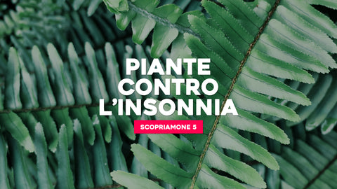Piante per dormire meglio: 5 contro l'insonnia