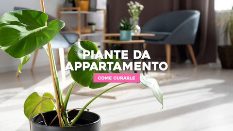 Come curare le piante da appartamento