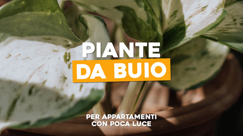 Piante da buio per un appartamento con poca luce