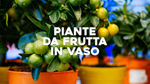 Piante da frutta in vaso