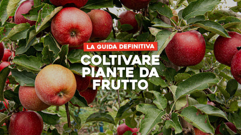 Coltivare piante da frutto: la guida definitiva
